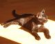 bambi_sonnenbank01 003.JPG